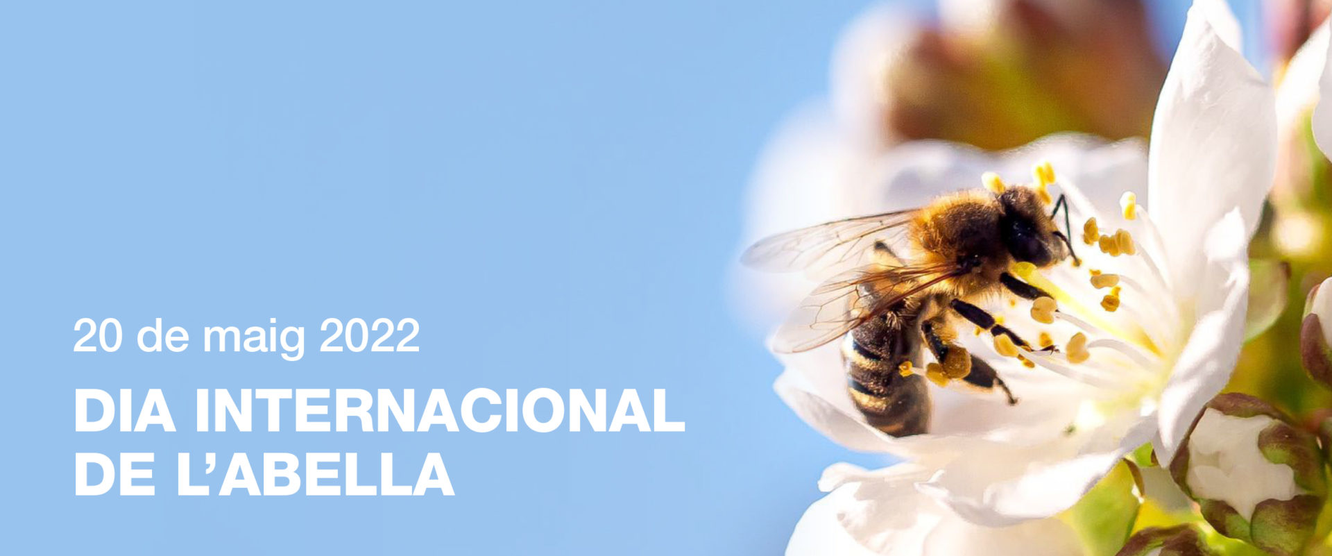 dia-internacional-abella-2022.jpg_335993394.jpg?profile=RESIZE_400x